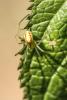 Enoplognatha sp.